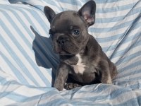Ankara French Bulldog