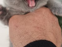 British shorthair yeni evimiz için hazırız