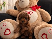 Garantili Tertemiz Ev Üretimi Toy Poodle