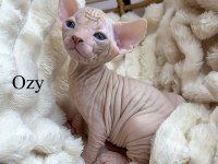 Sphynx Kitten | Russian Bloodline