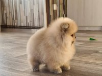 POMERANİAN BOO YAVRULARI