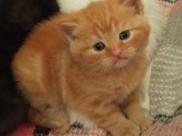 Acil sahiplendirilecektir 2 aylık eğitimli british shorthair
