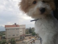 Maltipoo 6 aylık