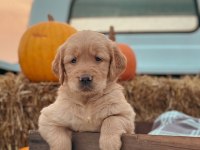 Ev Ortamında Yetiştirilmiş Golden Retriever Yavrularımız