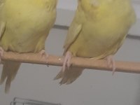 Muhabbet kuşu show jumbo