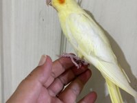 47 GÜNLÜK KUSURSUZ LUTİNO BEBEK SULTAN PAPAĞANI