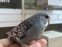 Ele omuza alıştırmalık yavru muhabbetkuşlarımız