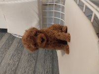 Toy poodle garantili