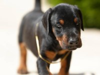 Evinizin yeni üyesi doberman kapıda ödeme vardır