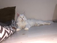 BEYAZ MAİNE COON 2 YAŞINDA DİŞİ KEDİMİZ