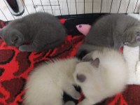 British Shorthair Yavru Sütten Kesildi