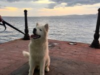 6 Aylık Safkan Samoyed