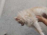 Minik pomeranian köpeğimiz