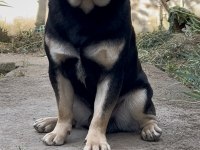 İZMİRDE BAŞKA BU RENKTE PUG YOK