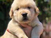 GOLDEN RETRİEVER YAVRU KÖPEKLER