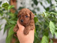 Toy Poodle kore kan