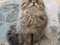 Dünya tatlısı british longhair yavru
