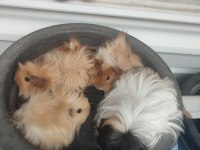 3 dişi ve 1 erkek ginepig