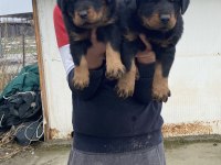 A KALİTE KOCA KAFA ROTTWEİLER YAVRULARI