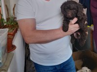 Sahibinden Poodle Yavruları