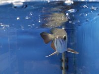 Golden RedTail Arowana 35-40 cm