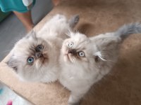 Safkan himalayan bir disi bir erkek yavrular