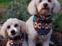 Sempatik Maltipoo yavrular