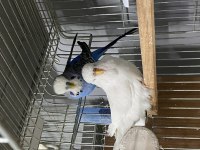 Jumbo çift A kalite muhabbet kuşlar