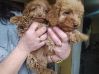 Maltipoo yavrular