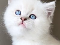 British Shorthair Yavruları