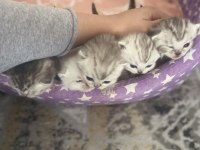 Aile arayan british shorthair bebişler