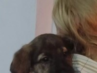 GOLDEN MELEZ YAVRUYA ACİL GEÇİCİ KALICI YUVA