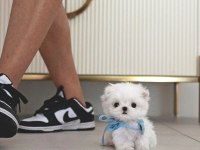 Korea Maltese