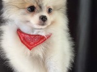 Pomeranian Boo Dişi Mini Tea Cup