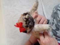 2 aylık pekinez YAVRULARIMIZ SAHIPLENDİRİLECEKTİRLER