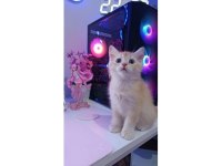 GOLDEN ERKEK BRİTİSH SHORTHAİR