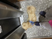 Acil sahiplendiriyorum 4 aylık maltipoo