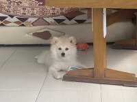 Japon spitz 5 aylık