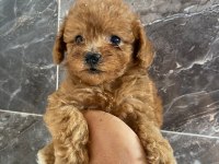 Orjinal minyatür toy poodle yavrular 
