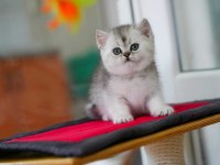 Silver ns24 british shorthair evden