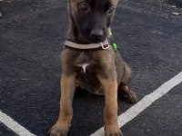 A++Belgium malinois