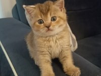Black Golden Erkek British Shorthair