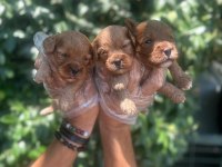 BURSA MALTİPOO BEBEKLER