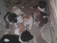 akita yavruları sahnede