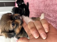Safkan Shih tzu yavruları