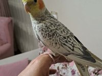Ele alışkın sultan papağanı