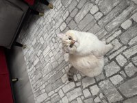 Şecereli British Shorthair Aşıları Eksiksiz Sağlıklı