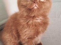 Cinnemon safkan british shorthair