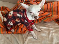 Chihuahua köpeğime gelin adayı arıyorum