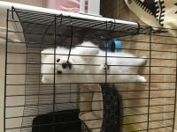 5 aylık pomeranian erkek